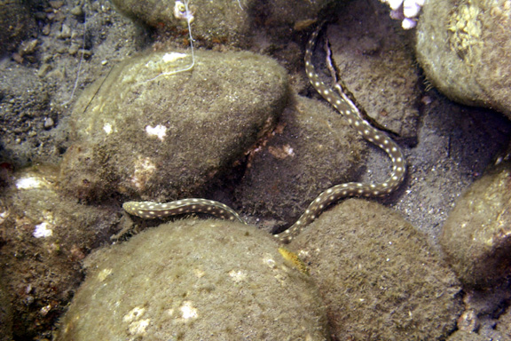 Sharptail Eel2.jpg