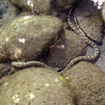 Sharptail Eel2.jpg