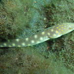 Sharptail Eel.jpg