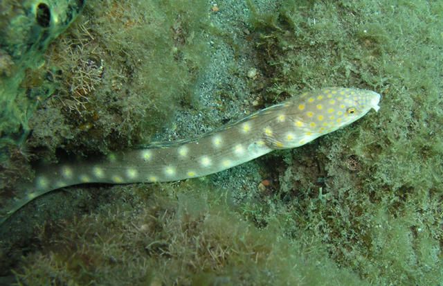 Sharptail Eel.jpg