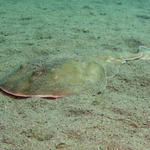 Electric Ray.jpg