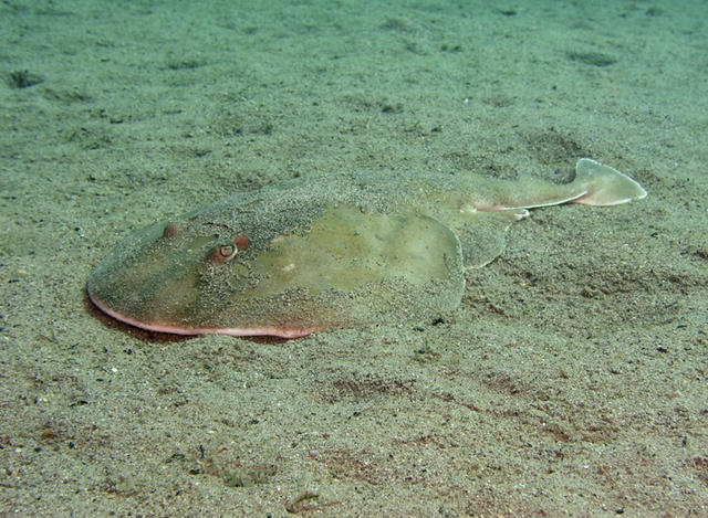 Electric Ray.jpg