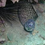 Spotted Moray Eel.jpg