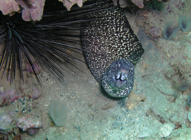 Spotted Moray Eel.jpg