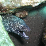 Spotted Moray Eel 2.jpg