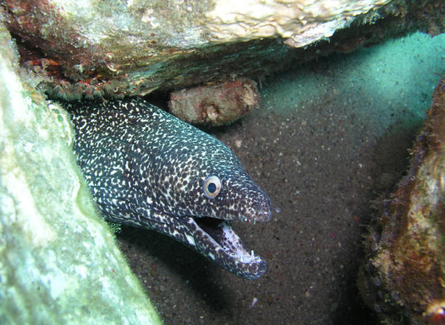 Spotted Moray Eel 2.jpg