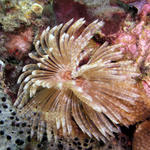 Feather Duster Worm.jpg