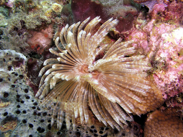 Feather Duster Worm.jpg
