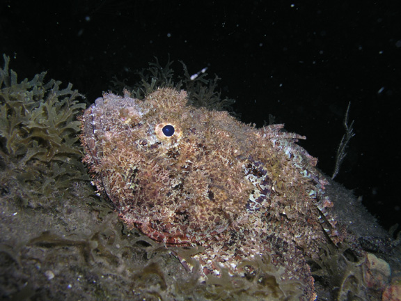 Scorpionfish at night.jpg