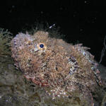 Scorpionfish at night.jpg