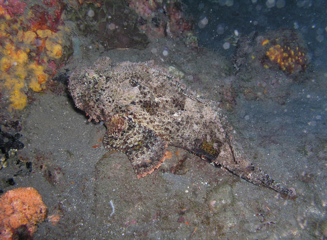 Scorpionfish.jpg