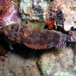 Reef Scorpionfish.jpg