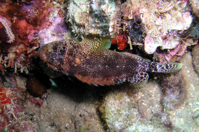 Reef Scorpionfish.jpg