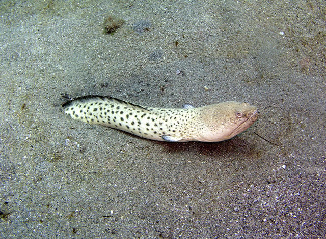 Snake Eel.jpg