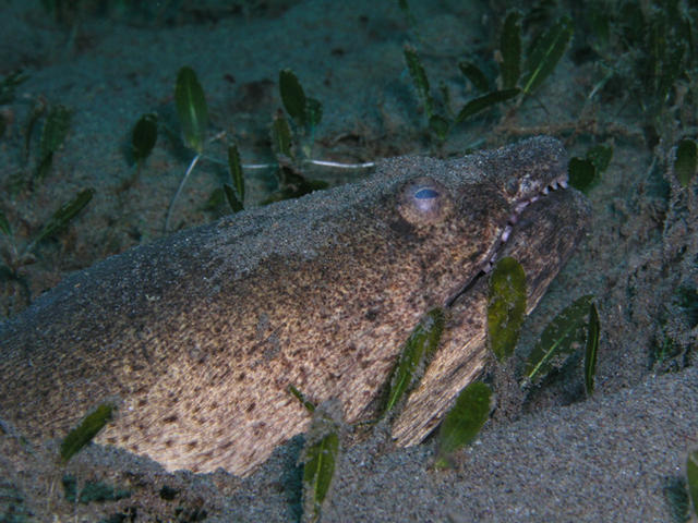 Another Snake Eel.jpg