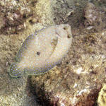 Peacock Flounder.jpg