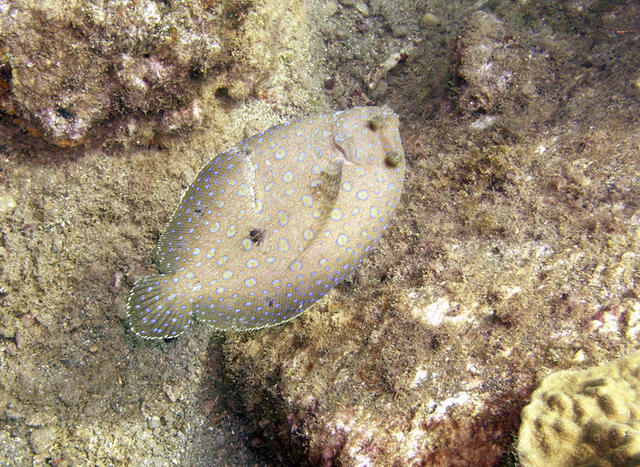 Peacock Flounder.jpg