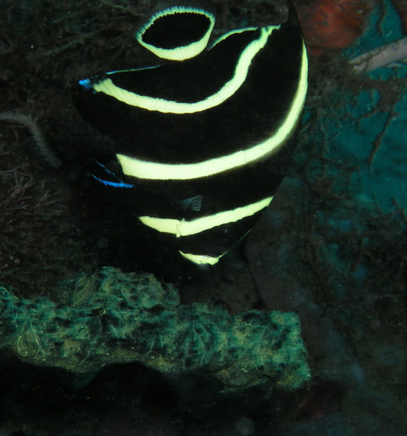 Juvenile Gray Angelfish.jpg