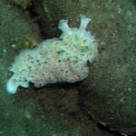 Lettuce Leaf Sea Slug.jpg