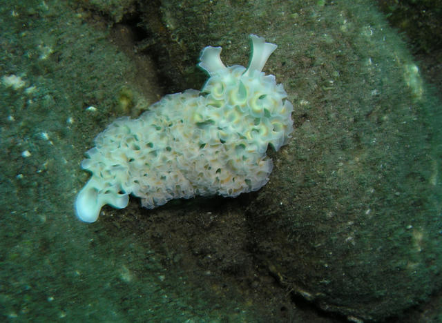 Lettuce Leaf Sea Slug.jpg