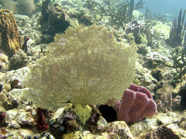 Sea Fan with Bristleworms.jpg