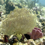 Sea Fan with Bristleworms.jpg