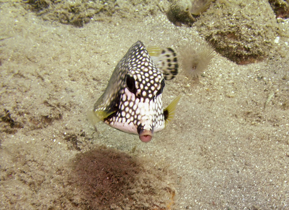 Smooth Trunkfish Face On.jpg