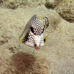 Smooth Trunkfish Face On.jpg
