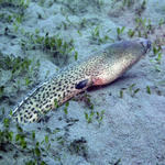 Another Snake Eel coming out.jpg