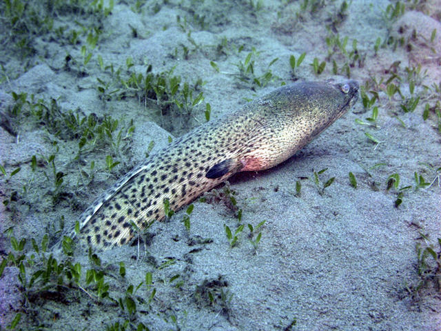 Another Snake Eel coming out.jpg