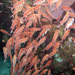 Blackbar Soldierfish.jpg