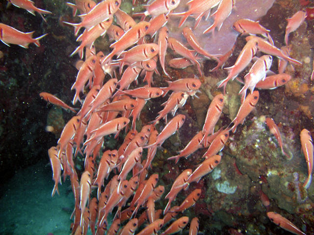 Blackbar Soldierfish.jpg