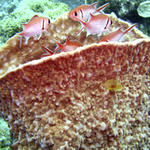 Soldierfish With Sponge.jpg