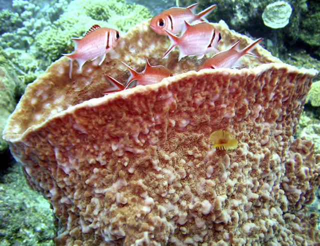 Soldierfish With Sponge.jpg