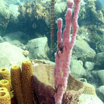 Trumpetfish with sponges.jpg