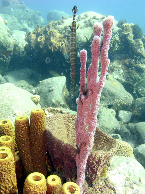 Trumpetfish with sponges.jpg
