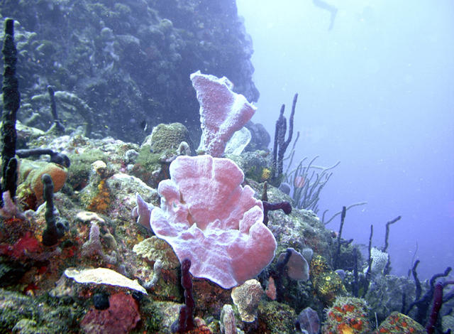 Underwater Landscape.jpg