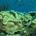 Underwater Landscape 2.jpg