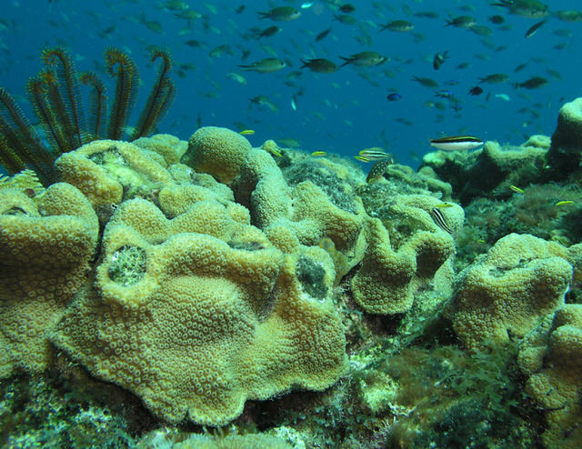 Underwater Landscape 2.jpg