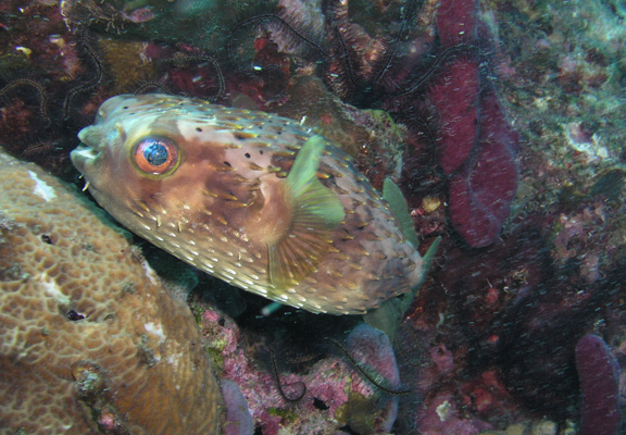 Balloonfish.jpg