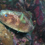 Balloonfish.jpg