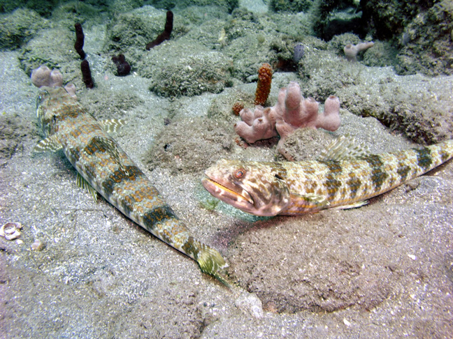 Lizardfish