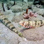 Lizardfish