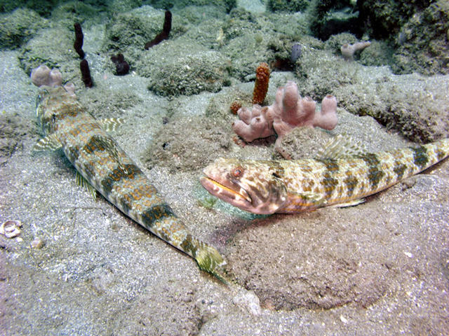 Lizardfish