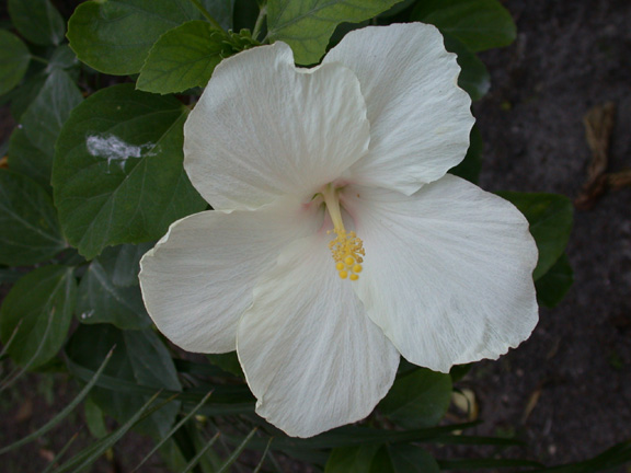 Belize-Flower