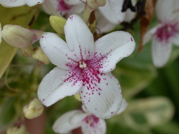 Belize-Flower