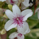 Belize-Flower