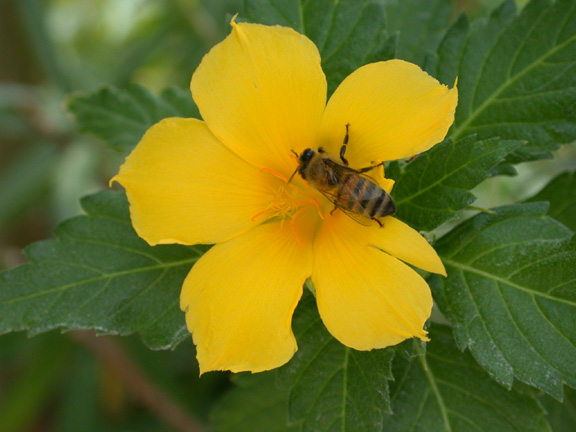 Belize-Flower and Bee