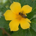 Belize-Flower and Bee