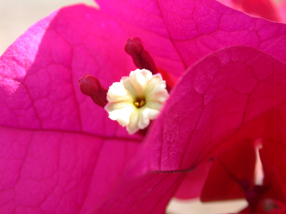 Belize-Flowers